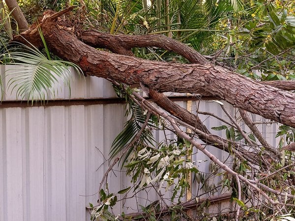 Emergency Tree Service