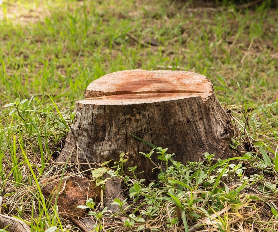 Why Stump Removal in Important