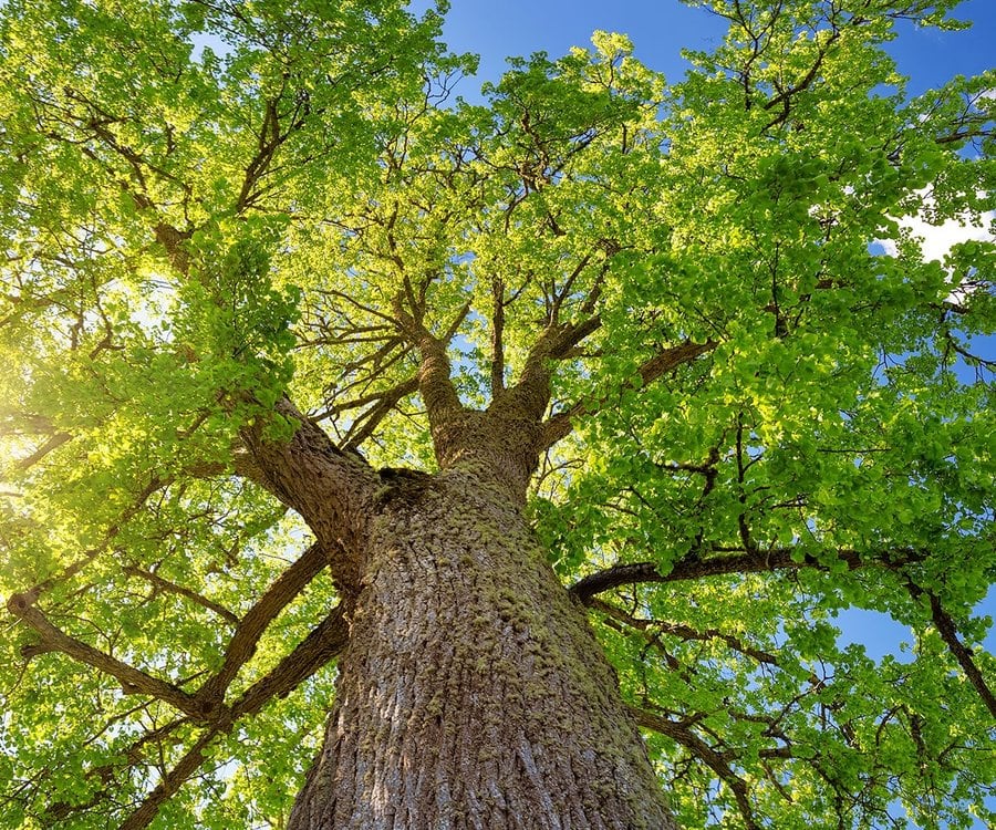 Our Tree Health Check