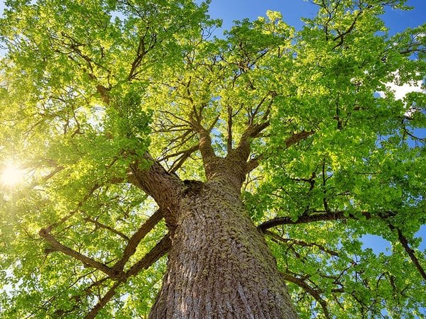 Tree Assessments