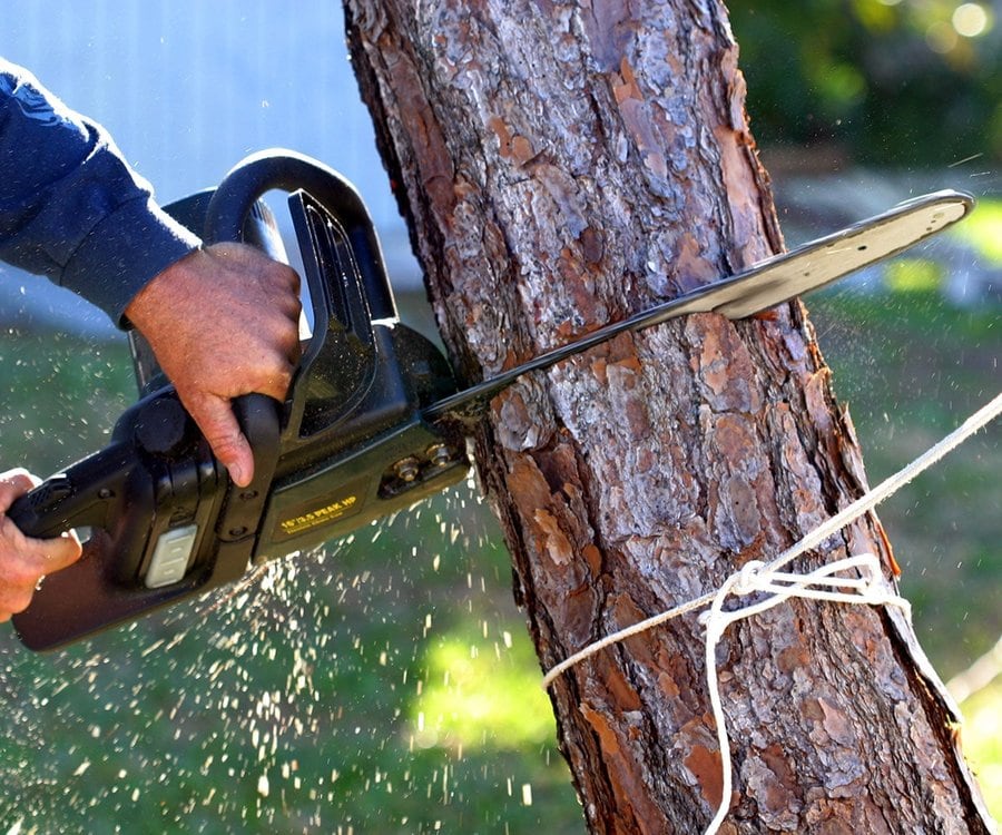 Tree Removal Services