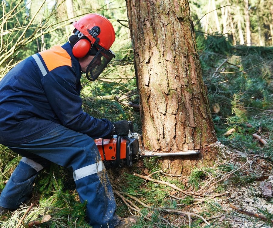 Tree Removal Safety